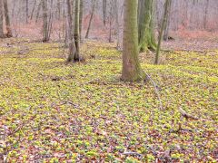 Winterlinge   Wanderung Im Jenaer Rautal 2020 00014